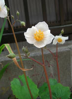 CIMG0837-45.jpg