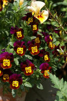 DSC04544-45.jpg