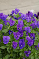 DSC04553-45.jpg