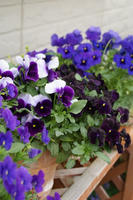 DSC04554-45.jpg