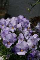 DSC04562-45.jpg