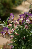 DSC04581-45.jpg