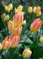 CIMG0947-45.jpg