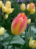 CIMG0948-45.jpg