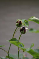 DSC04839-45.jpg
