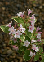 DSC04854-45.jpg