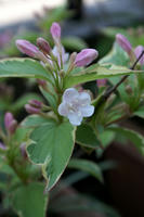 DSC04816-45.jpg