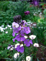 CIMG0957-45.jpg