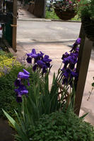 DSC04602-455.JPG
