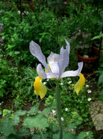 CIMG1123-45.jpg