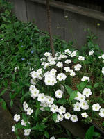 CIMG0963-455.JPG