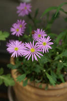 DSC04844-455.JPG