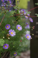 DSC04875-455.JPG
