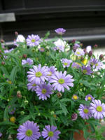 CIMG1097-455.JPG