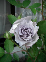 CIMG1208-45.jpg