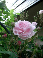 CIMG1206-45.jpg