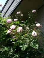 CIMG1249-45.jpg