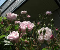 CIMG1255-45.jpg