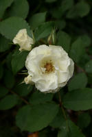DSC04914-45.jpg