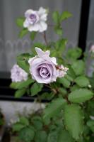DSC04888-45.jpg