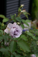 DSC04895-45.jpg