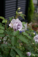 DSC04896-45.jpg
