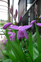 CIMG1274-45.jpg