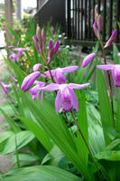 CIMG1272-45.jpg