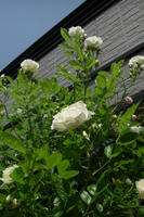 CIMG1292-45.jpg