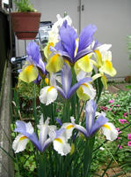 CIMG1342-45.jpg