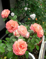 CIMG1571-45.jpg
