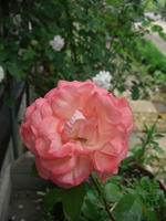 CIMG1573-45.jpg