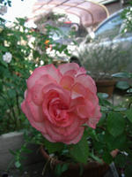 CIMG1441-45.jpg