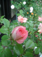 CIMG1440-45.JPG