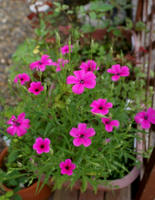 DSC04975-45.jpg