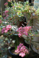 DSC05073-1.JPG