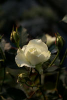 DSC05122-1.jpg