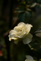 DSC05121-1.jpg