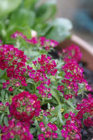 DSC05265-15.JPG