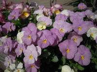 009-20.jpg