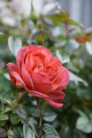 DSC05852-200.jpg