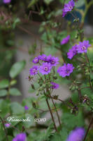 DSC05866-20.jpg