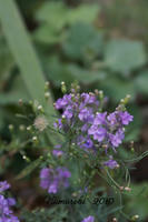 DSC05973-17.jpg