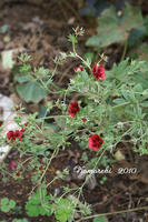 DSC05978-bbs.jpg
