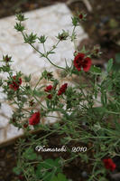 DSC05977-17.jpg