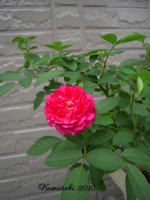 011-17.jpg