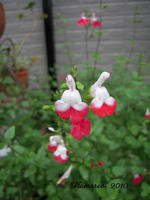 038-17.jpg