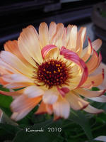 001-10.jpg