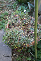 DSC06098-17.jpg