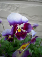 003-15.jpg